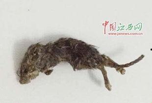 老鼠吃瓜怎么吐籽视频,老鼠版吃瓜技巧揭秘