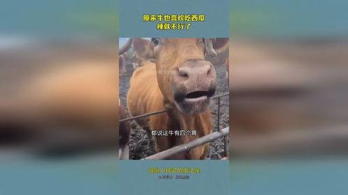 吃瓜我最牛原视频,揭秘热门事件背后的真相与笑料