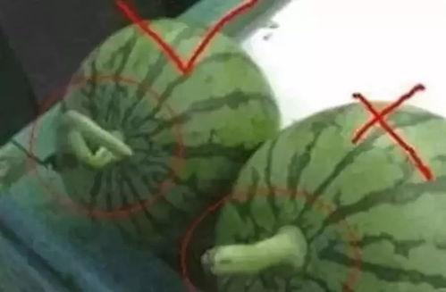 自己做的吃瓜视频怎么做,我的制作心得与技巧分享