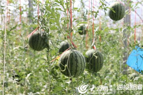 余干县吃瓜事件视频最新,一场引发热议的网络风波