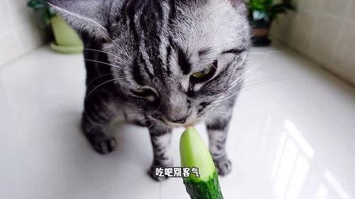猫咪真的可以吃小瓜吗视频,真的可以吃吗？