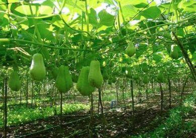 吃福寿瓜的视频,视频揭秘家常烹饪秘诀