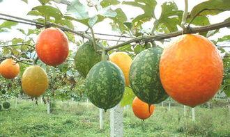种吊瓜怎么防鸟吃呢视频,守护吊瓜丰收——防鸟技巧揭秘