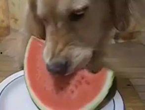 吃瓜汪的视频,吃瓜汪带你揭秘热门视频背后的故事