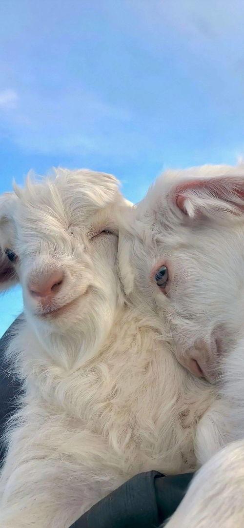 抖音小羊吃瓜事件视频,一场网络狂欢背后的真相揭秘