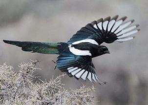 王者荣耀喜鹊吃瓜视频,揭秘王者荣耀幕后趣事