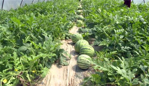 礼县吃瓜最新事件视频,视频揭秘背后惊人真相