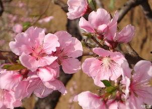 小春花吃瓜视频,揭秘娱乐圈幕后故事