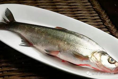 小姑娘吃巴瓜鱼视频,小姑娘的味蕾探险记